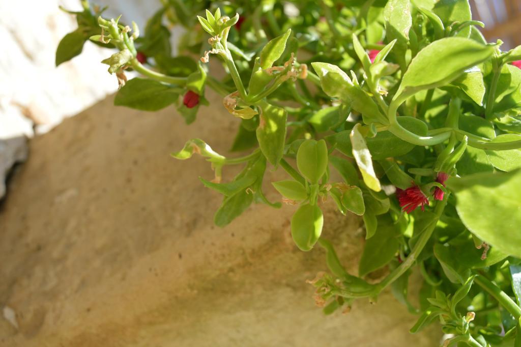 Agriturismo Casa Del Peperoncino Villa Otranto Eksteriør bilde